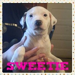 Thumbnail photo of Sweetie #1