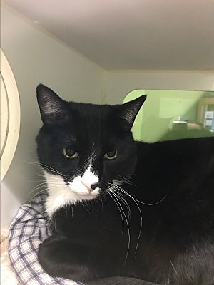 Meridian Id Domestic Mediumhair Meet Quentin Que A Pet For