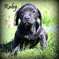 Thumbnail photo of Ruby ~ adopted! #3