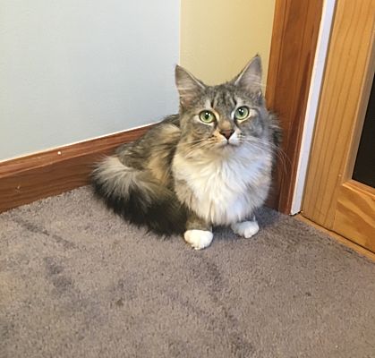 Plainville Ct Maine Coon Meet Lucie A Pet For Adoption