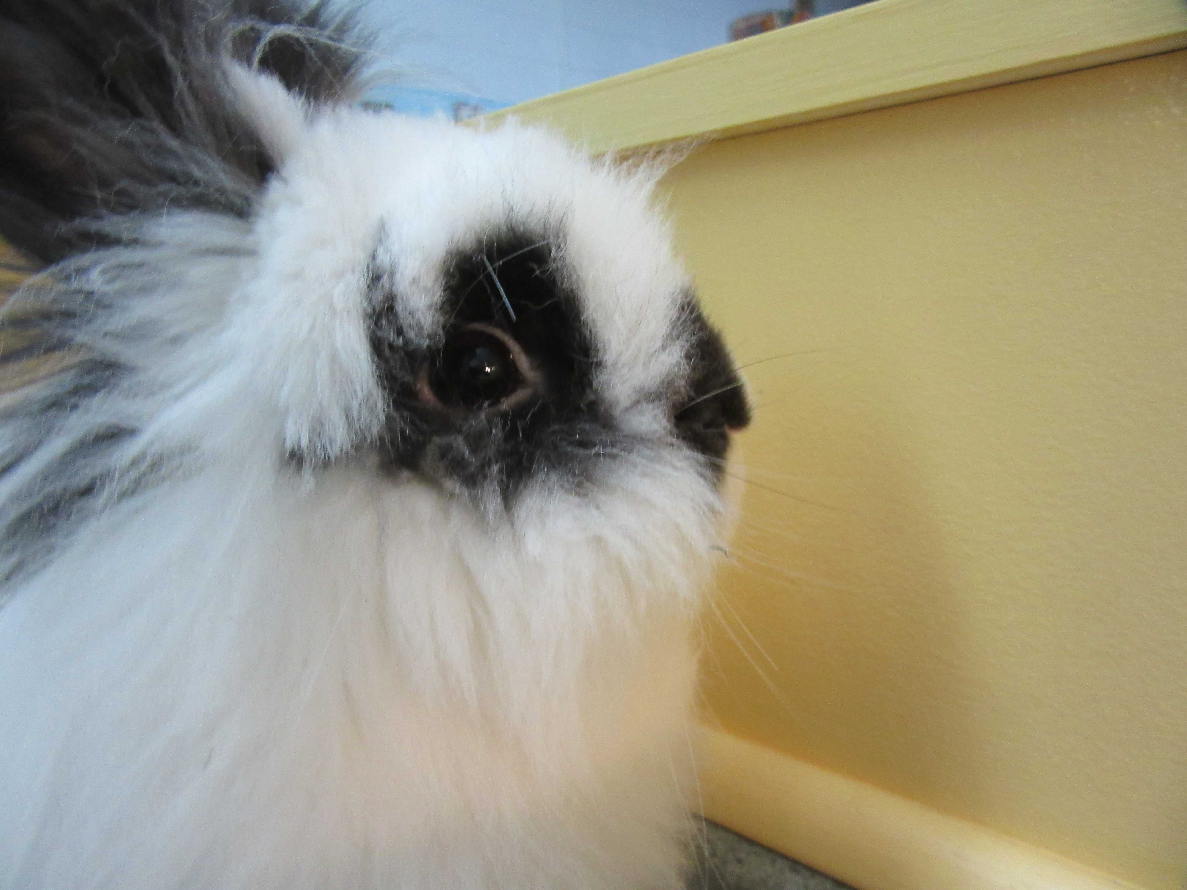 Newport De Jersey Wooly Meet Fuzz A Pet For Adoption
