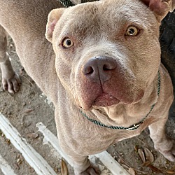 Photo of Sable