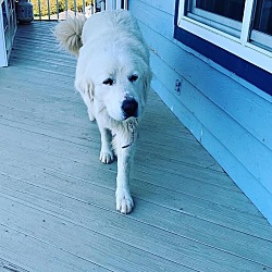 Photo of Bear
