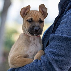 Thumbnail photo of Didi Pup - Mensa - Adopted! #4