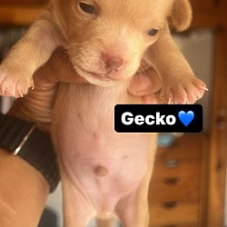 Thumbnail photo of Gecko #3