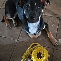 adopt a pet