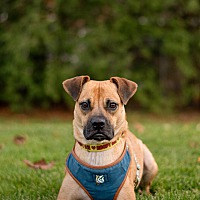 adopt-pet