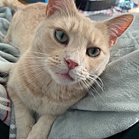 adopt a pet