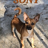 adopt a pet