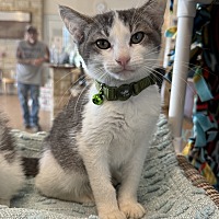 adopt a pet