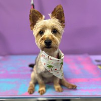 adopt a pet
