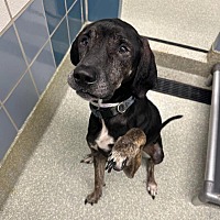adopt a pet