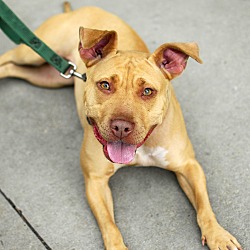 Thumbnail photo of Lolly Rue-Adopted! #4
