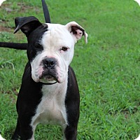 Conway, AR - Boxer. Meet Maximus a Pet for Adoption.