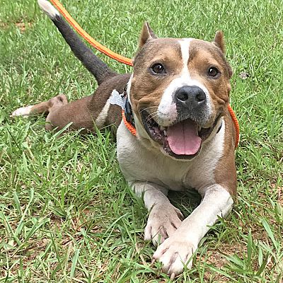 McCormick, SC - American Bulldog. Meet Jazz a Pet for Adoption ...