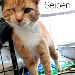 Thumbnail photo of Seiben #1
