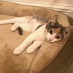 Thumbnail photo of DELILAH Calico Kitten #2