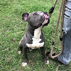 Photo of Blue