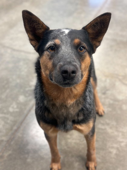 Fort Dodge, IA - Australian Cattle Dog. Meet Penny a Pet for Adoption ...