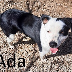 Photo of Ada