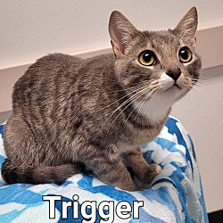 Thumbnail photo of Trigger #2