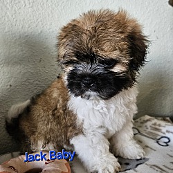 Thumbnail photo of Jack Baby #1