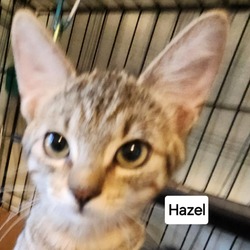 Thumbnail photo of F-Hazel #2