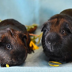 bonded pet photo