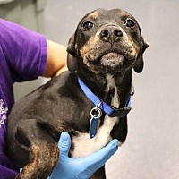adopt a pet