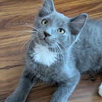 adopt a pet