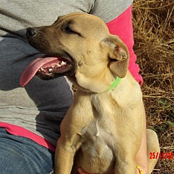 Thumbnail photo of Teagan (14 lb) Pretty Pup! #4