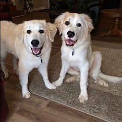 Photo of sampson and Delilah