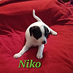 Photo of Niko