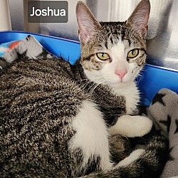 Photo of Joshua - available soon