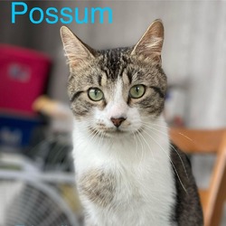 Thumbnail photo of Possum #1