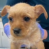 adopt a pet