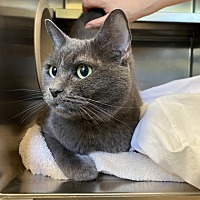 adopt a pet