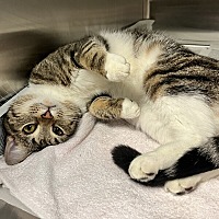 adopt a pet