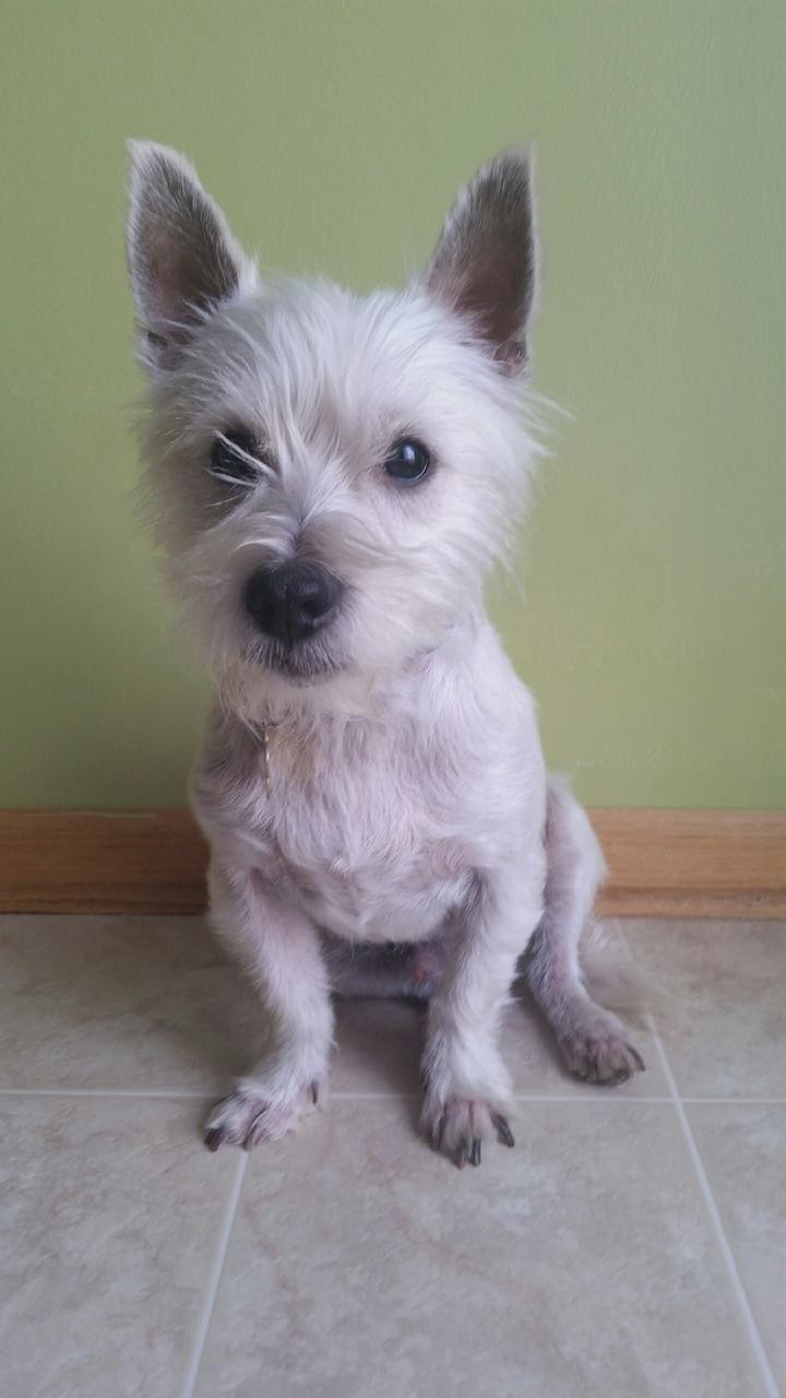 Plainfield Il Westie West Highland White Terrier Meet Adopted Maxwell A Pet For Adoption