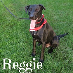 Thumbnail photo of Reggie #3