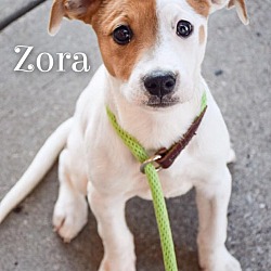 Thumbnail photo of Zora #1