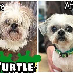 Thumbnail photo of Turtle (formerly Clover) #2