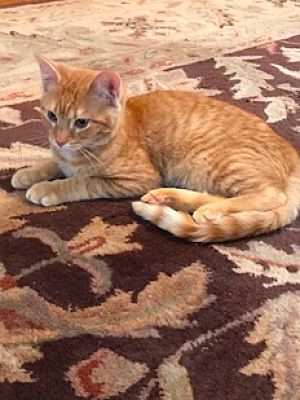 Cincinnati Oh Domestic Shorthair Meet Puss And Boots A Pet For