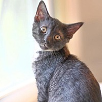 Johnson County Community Cats In Franklin Indiana