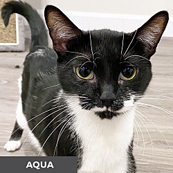 Thumbnail photo of Aqua #1