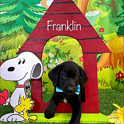 Thumbnail photo of Franklin #3