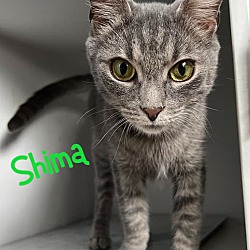 Photo of Shima