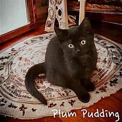 Thumbnail photo of Plum Pudding #1