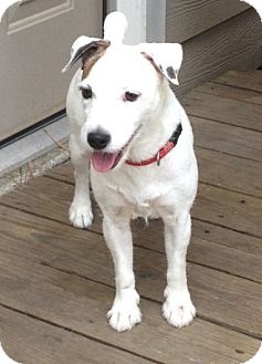 jack russell houston