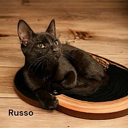 Thumbnail photo of Russo #4